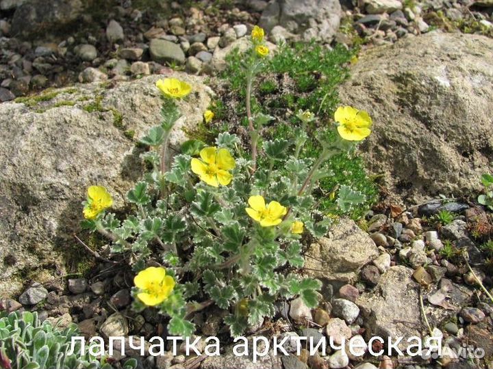 Растения для альпинариума