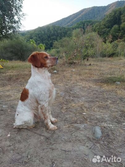 Бретонский Эпаньоль