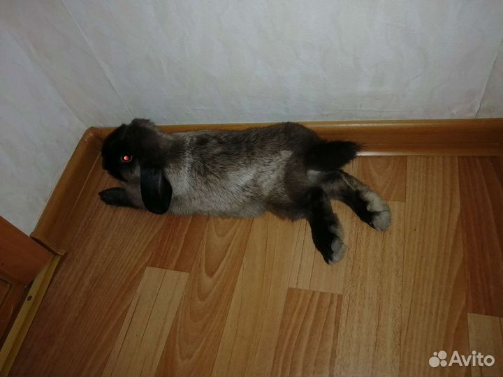 Декоративные карликовые кролики