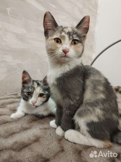 Котята девочки в добрые руки