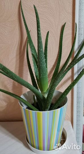 Алоэ Вера. Лечебное