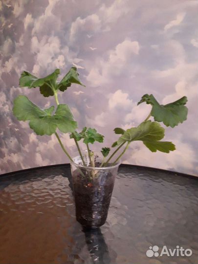 Сортовая пеларгония юв Византия