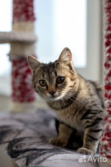 Котенок Мила