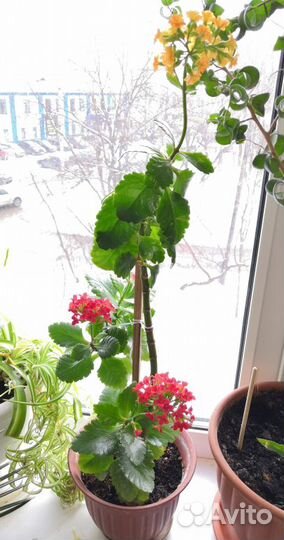 Декабрист, каланхоэ, цереус, филокактус и др