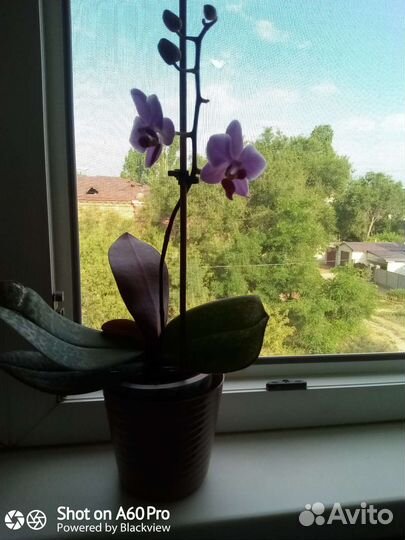 Орхидея фаленопсис