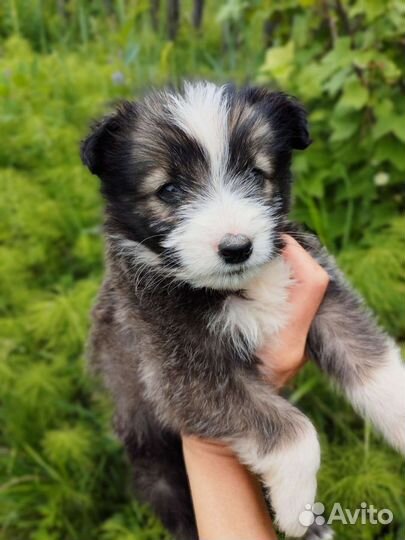 Замечательные щенки