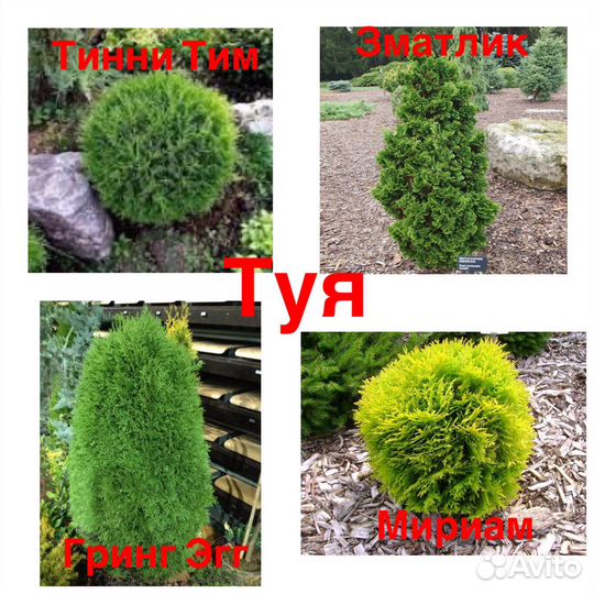 Туя Брабант, Смарагд, Спиралис и др