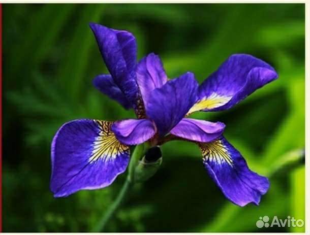 Анчан, синий чай, тайский чай