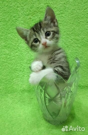 Котята -малыши
