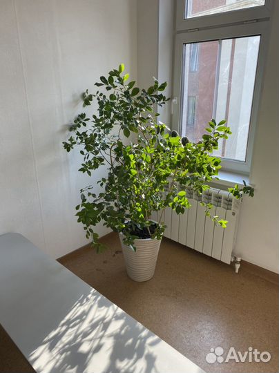 Арбутус обыкновенный. (Земляничное дерево)