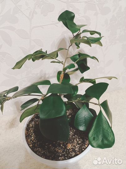 Фикус триангулярис