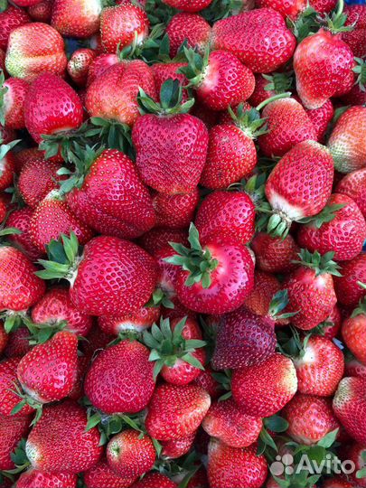 Саженцы клубники (садовой земляники) сорт Мальвина