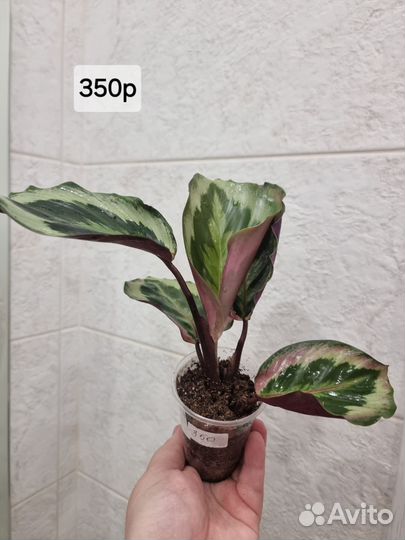 Калатея без названия