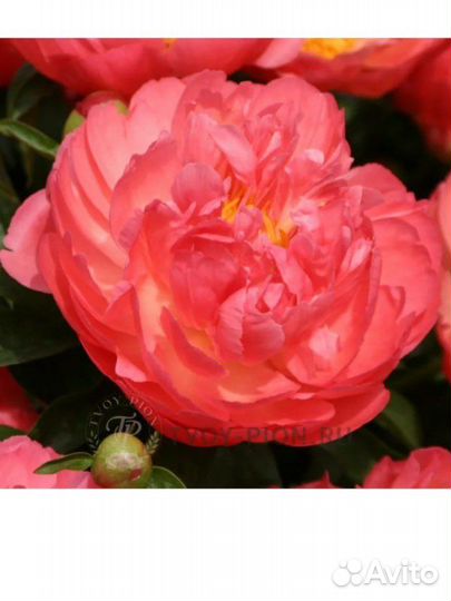 Пион саженцы корал сансет