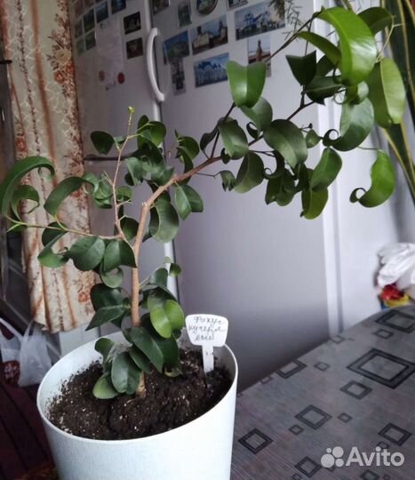 Драцена,Кротон,Аглаонема, Фикус, Аспарагус