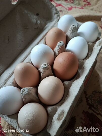 Домашние куриные яйца