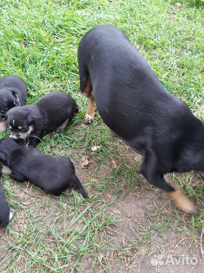 Той-терьер щенки