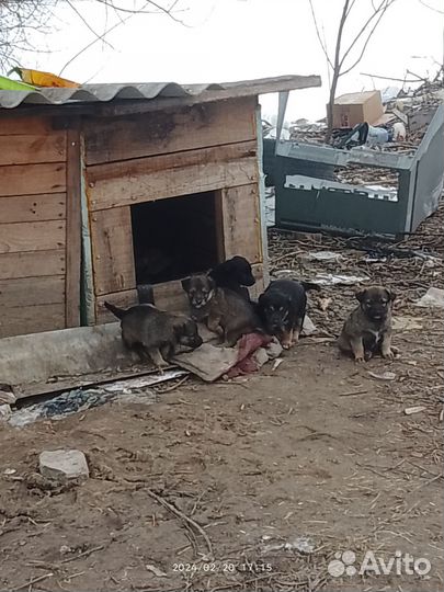 Щенки в добрые руки