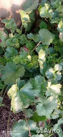 Многолетние цветы