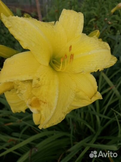 Лилейники сортовые