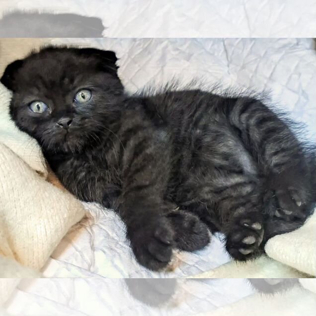 Шотландский вислоухий короткошёрстный котёнок