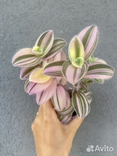 Растения на срез: филодендроны,сциндапсусы и др