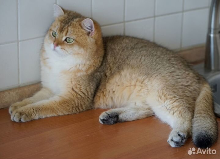 Британский золотой котик