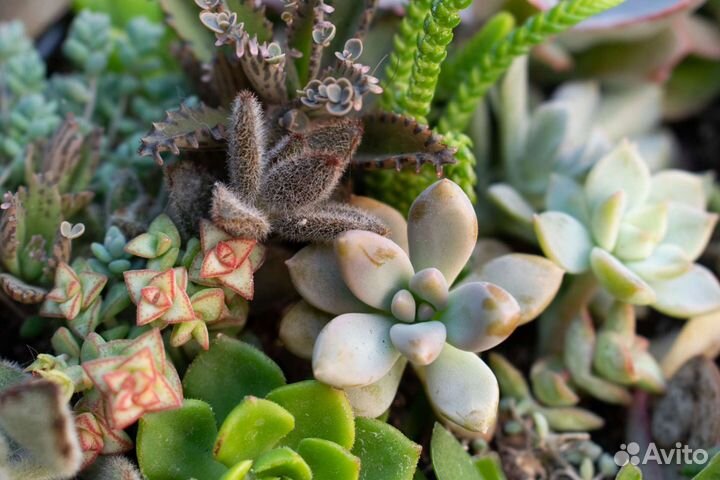 Суккуленты