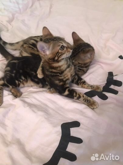 Бенгальский котенок девочка