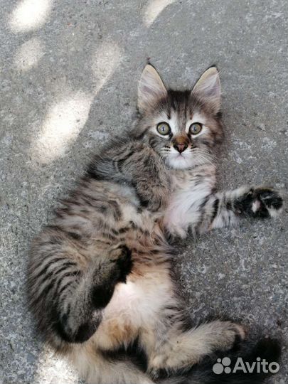 Кошка в дар бесплатно