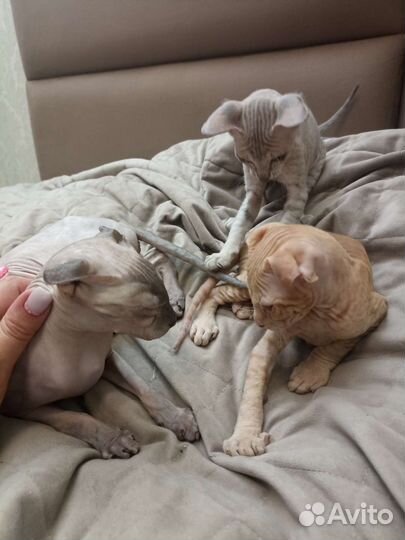 Донской сфинкс