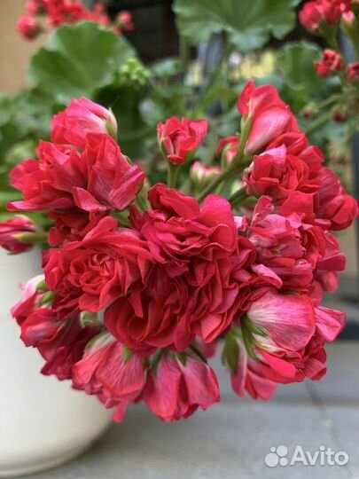 Пеларгонии коллекционные
