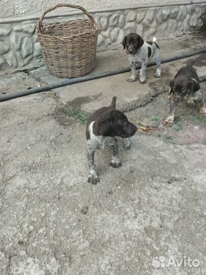 Щенки курцхаара