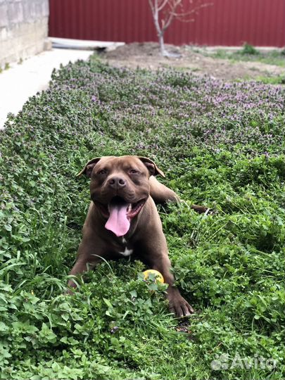 Питбультерьер