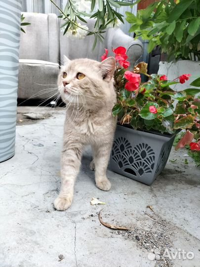 Кот шотландец для вязки