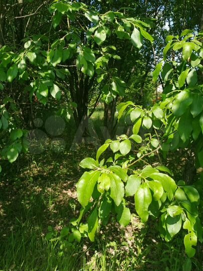 Участок 12 сот. (СНТ, ДНП)
