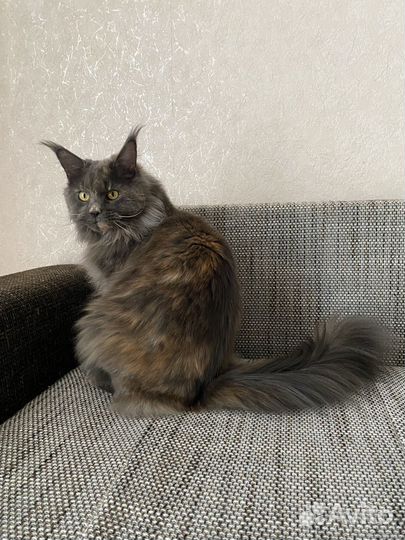 Кошка мейн-кун
