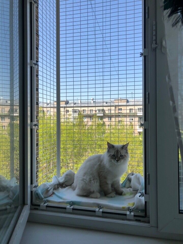 Балкон для кошек на окно фото Тимур Осман. Профиль пользователя на Авито
