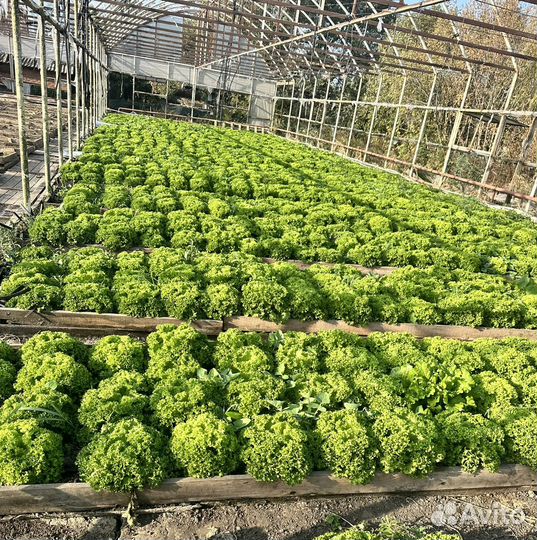 Салат листовой