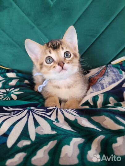 Абиссинские котята