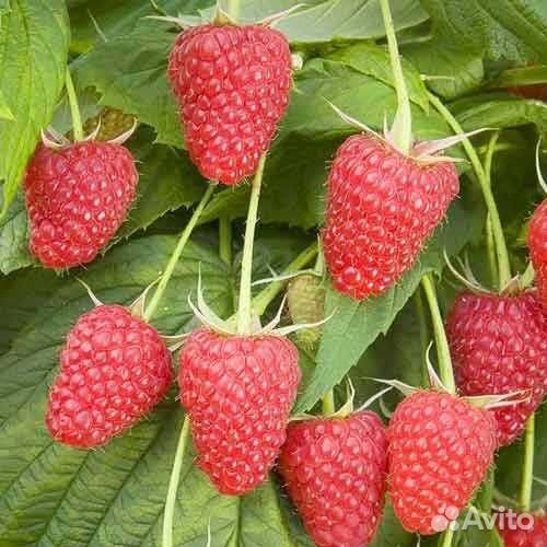 Саженцы малины сорта Гусар, Сказка