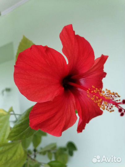 Гибискус для дома и офиса