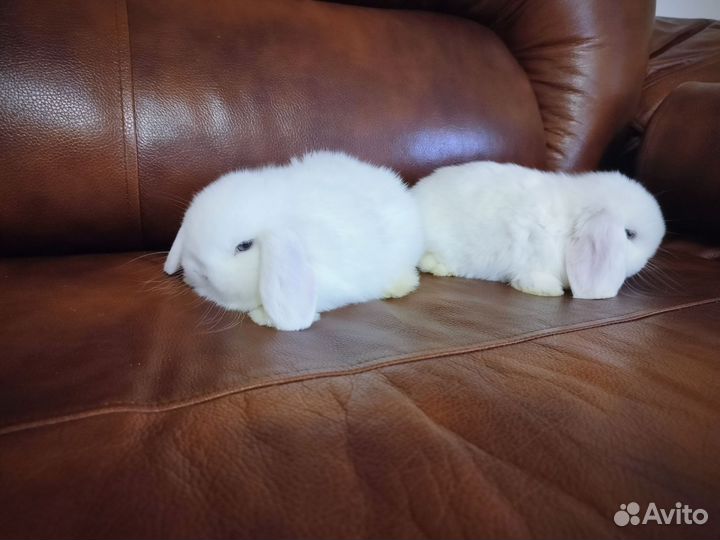Минилопы белые голубоглазые. Мальчик