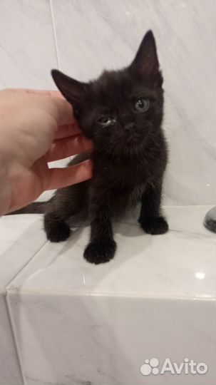 Кошка в дар