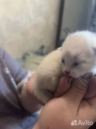Котята в добрые руки даром