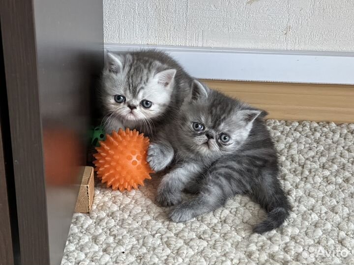 Котики-экзотики