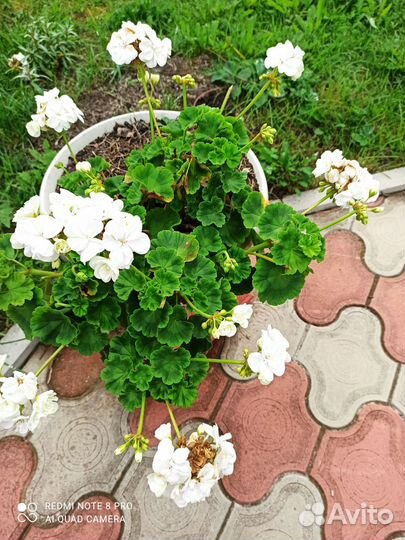 Герань пеларгония белая