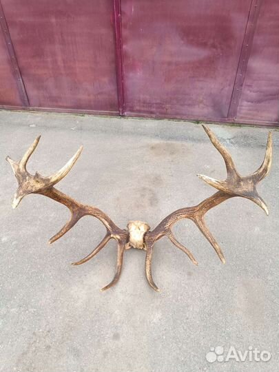 Рога оленя с черепом