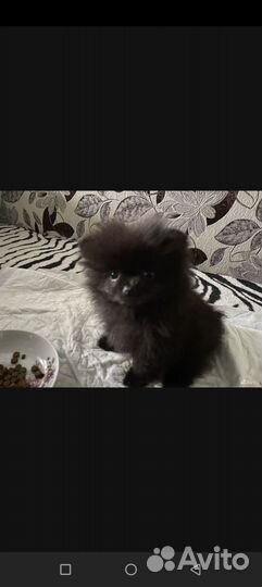 Померанский шпиц