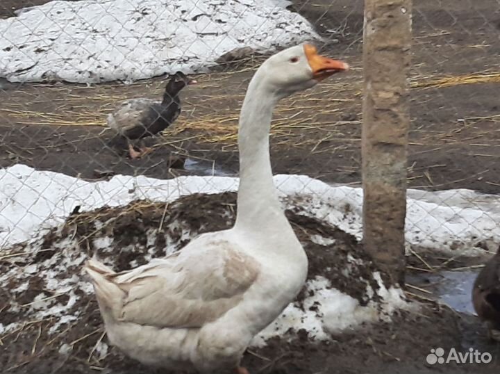 Гуси, куры, утки кауюга дикие индо